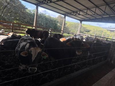 Consultores das Rações Coprossel acompanham de perto resultados da pecuária nas propriedades atendidas